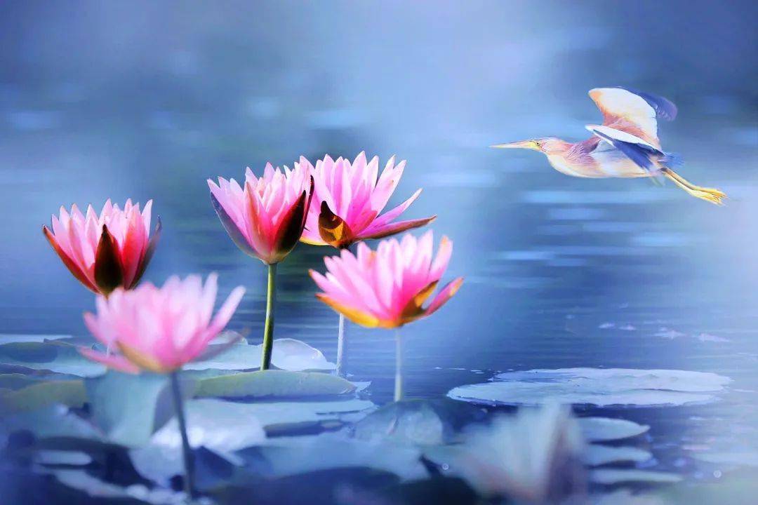 【水文化】荷风一袖自清欢_莲花_荷塘_莲荷