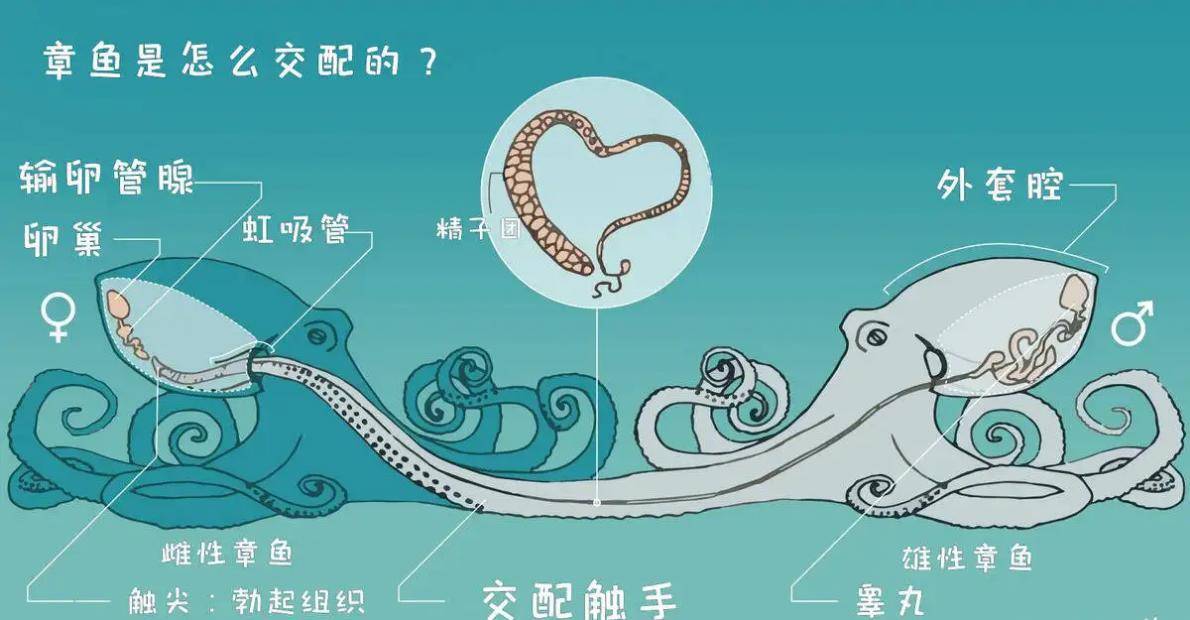 如果对方不愿意,雄性章鱼就会主动断掉交接腕,交接腕就会像一个专业的