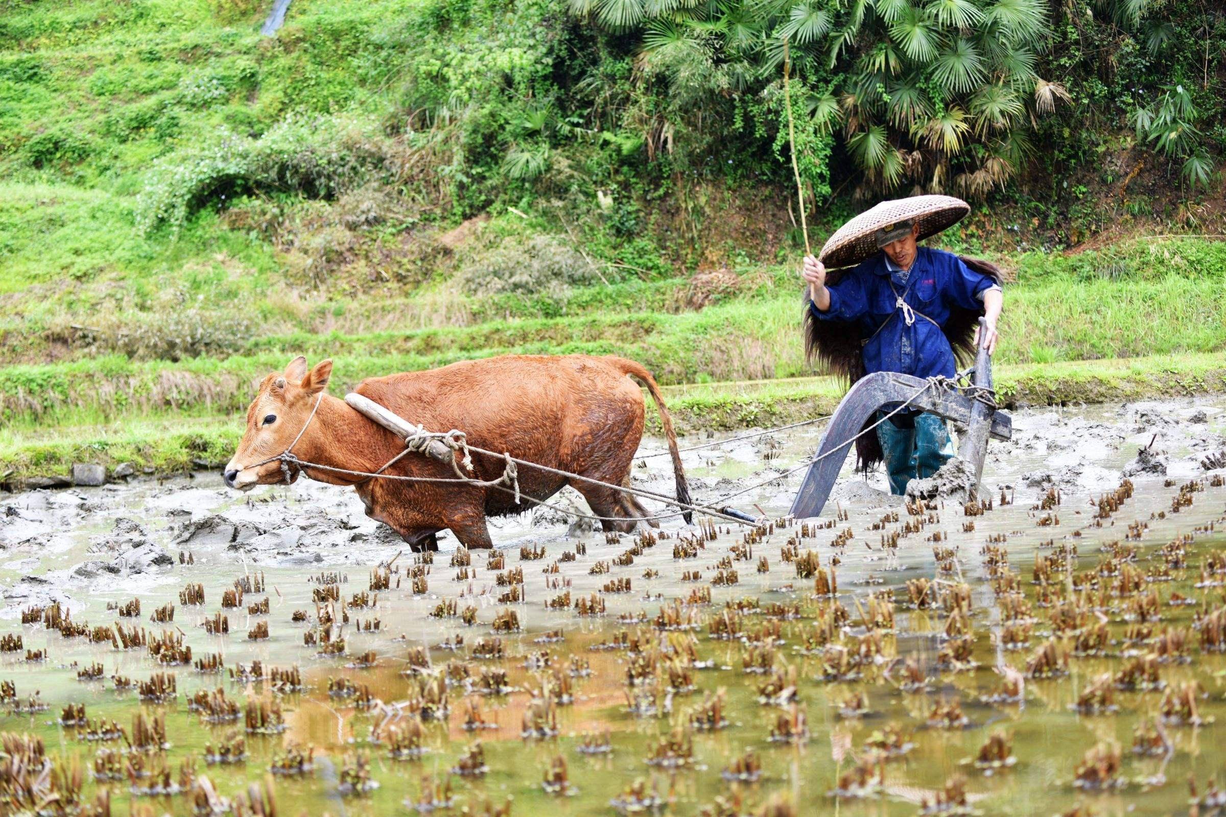 老农民种地图片高清图片