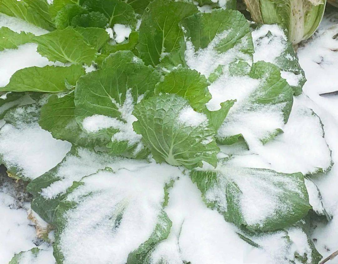 月坝初雪|来月坝雪地走走,雪满枝头,你在心头_菜园_红衣_雪花