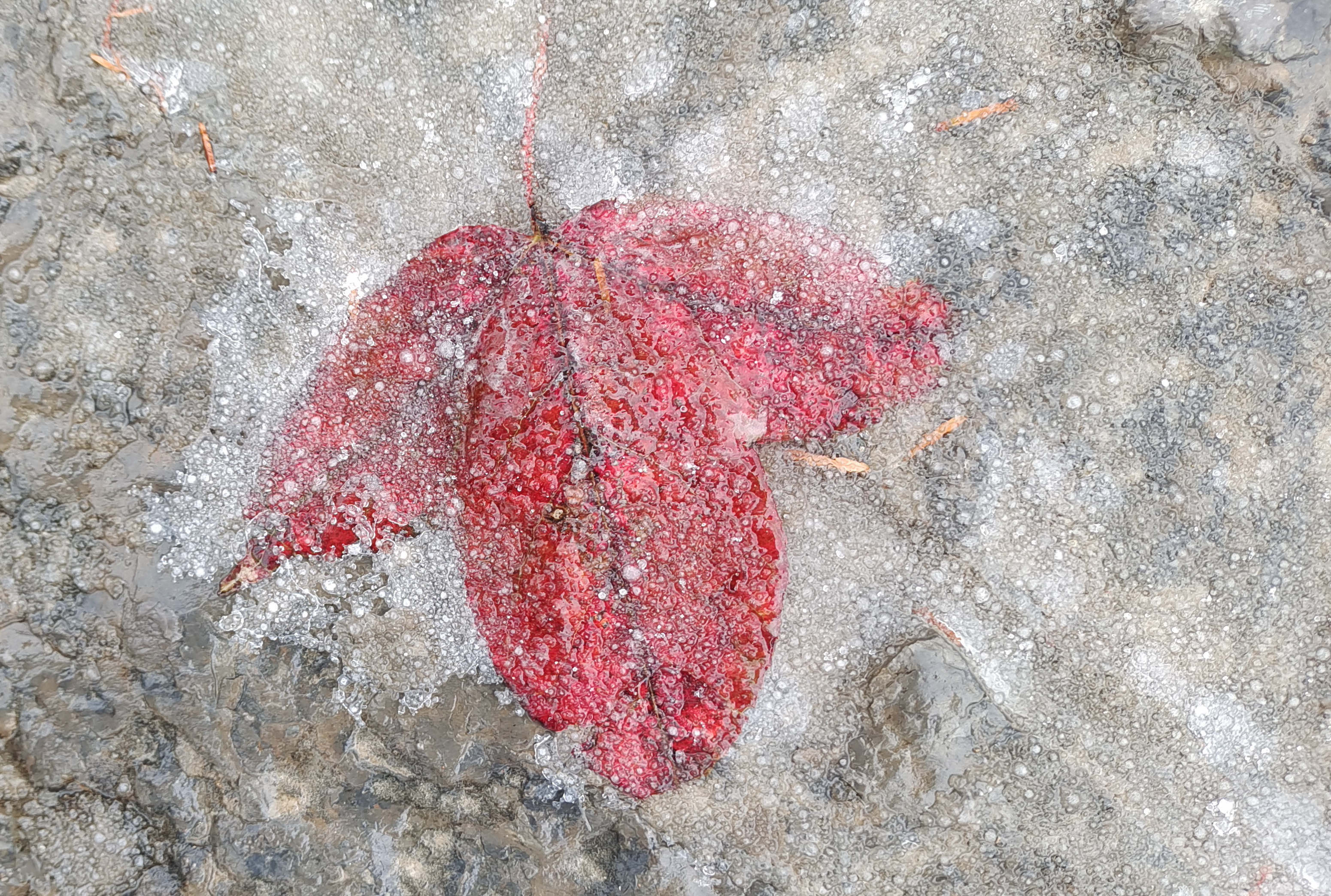银粟风中飘,行步玉沙声 武陵源景区迎来今冬首场降雪_吴勇兵_张家界