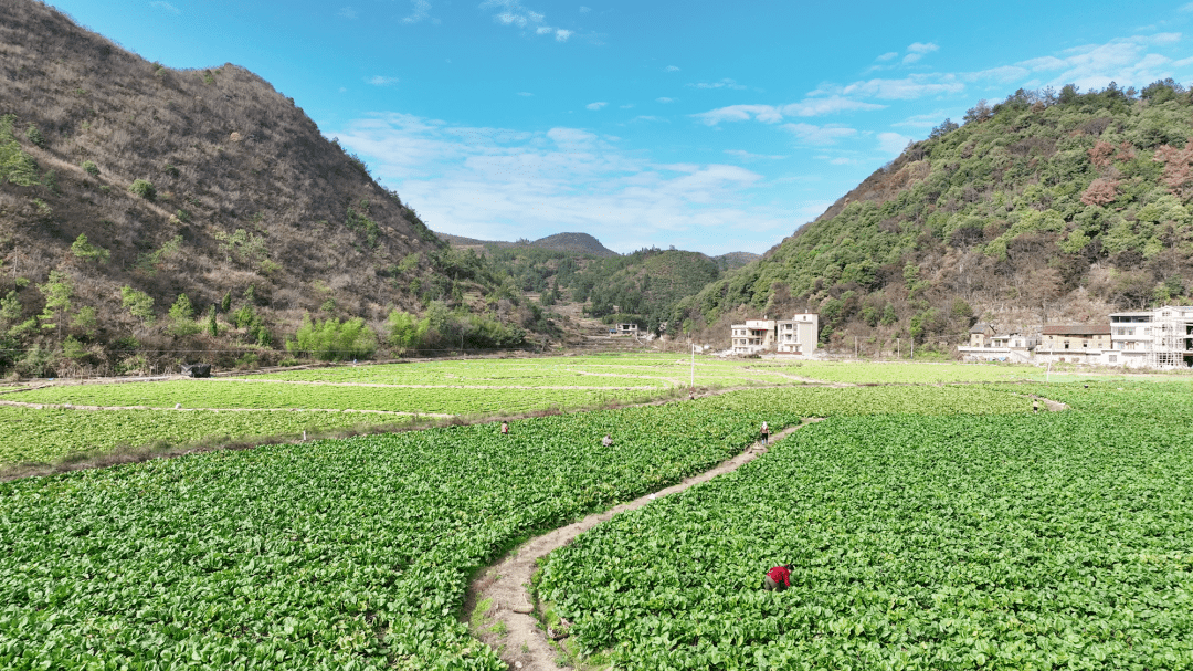 杨梅山镇蔬菜基地冬收忙_种植_片区_农户