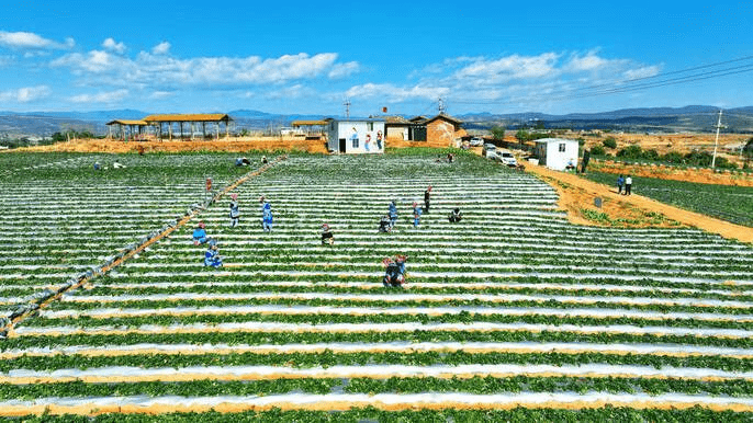 永仁小草莓成就美丽乡村"大产业"_永仁县_建设_上市