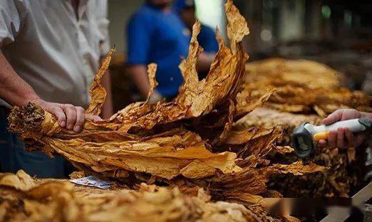 古巴雪茄烟叶打包_进行_仓库_谷仓