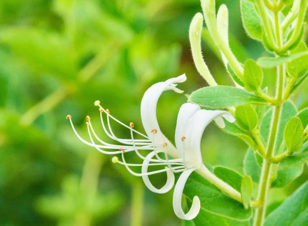 药物_症状_金银花