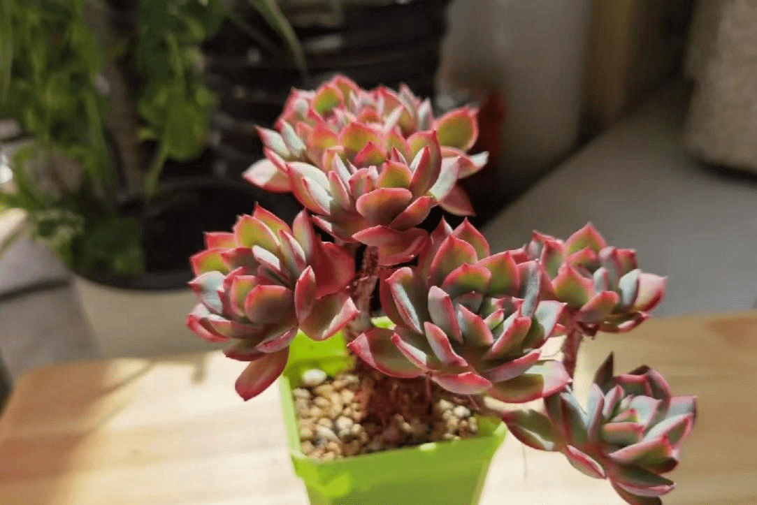 坐标江苏,今年最美的多肉就是"绮罗",养3年成大老桩_状态_环境_品种