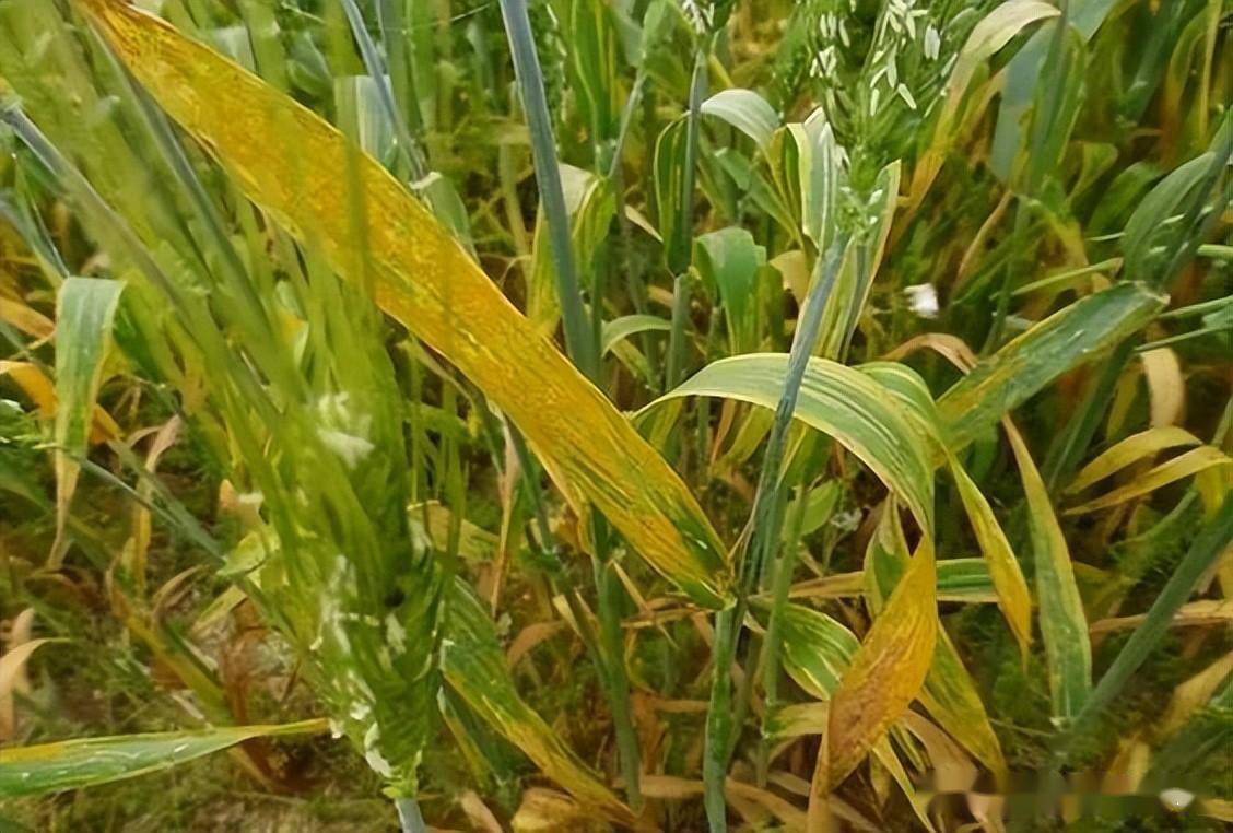 小麦8种病害 6种虫害图谱(附防治技术)_发病_叶片_症状