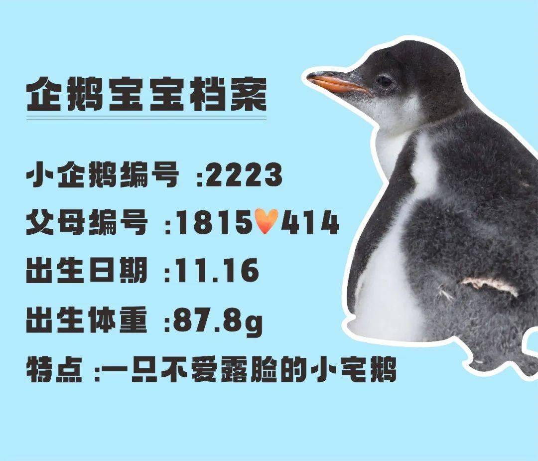 2022企鹅繁育季新生企鹅宝宝档案_见证_意向_成长