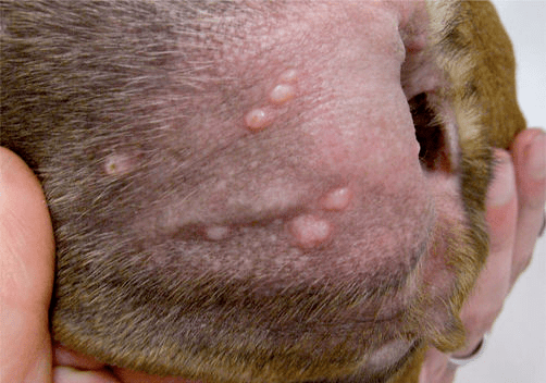 临床典型图片详解7大常见的犬皮肤病模式_病变_表皮_丘疹