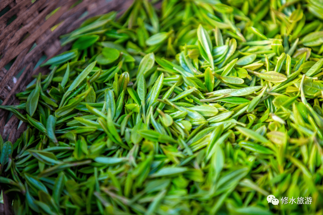 我市修水县宁红茶制作技艺成功列入联合国人类"非遗"名录!