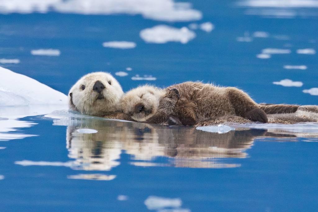 快来看萌化了的海獭宝宝~_视觉_中国_美国