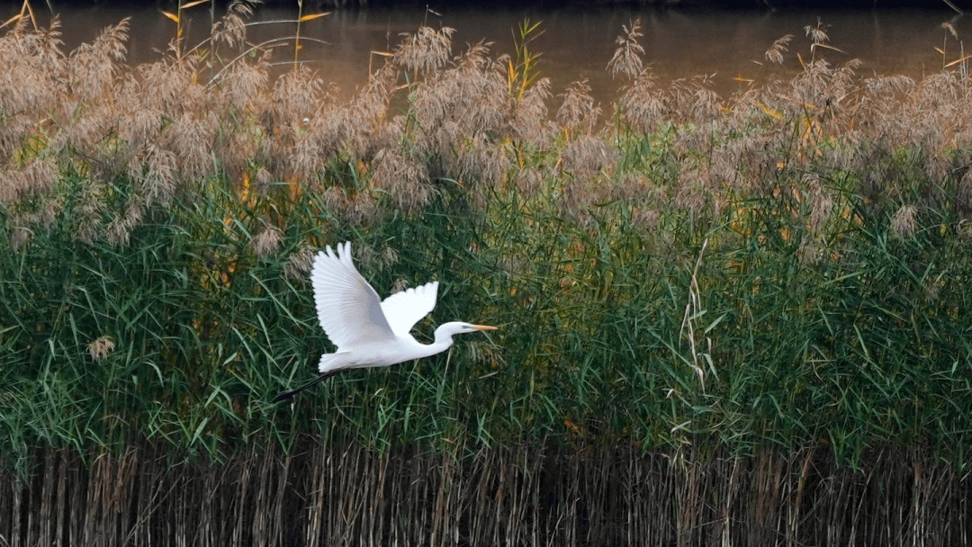 永靖:黄河湿地成为鸟类越冬栖息地_白鹭_生态_永靖县