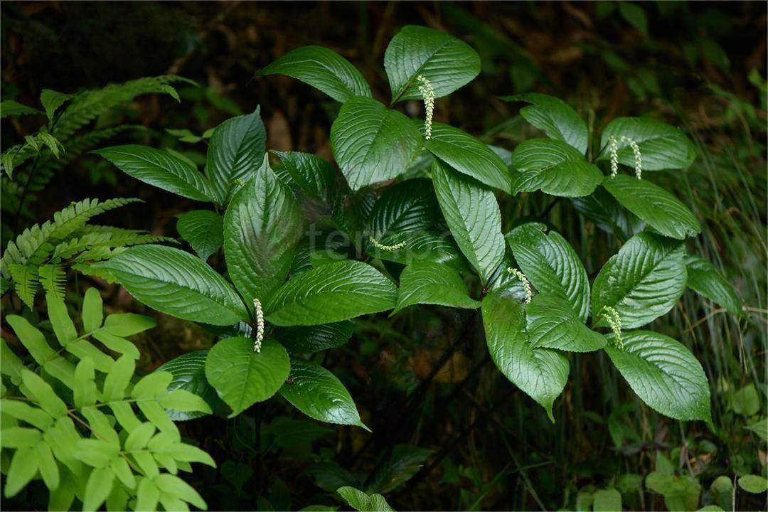药用植物宽叶金粟兰_技术_应用_市场