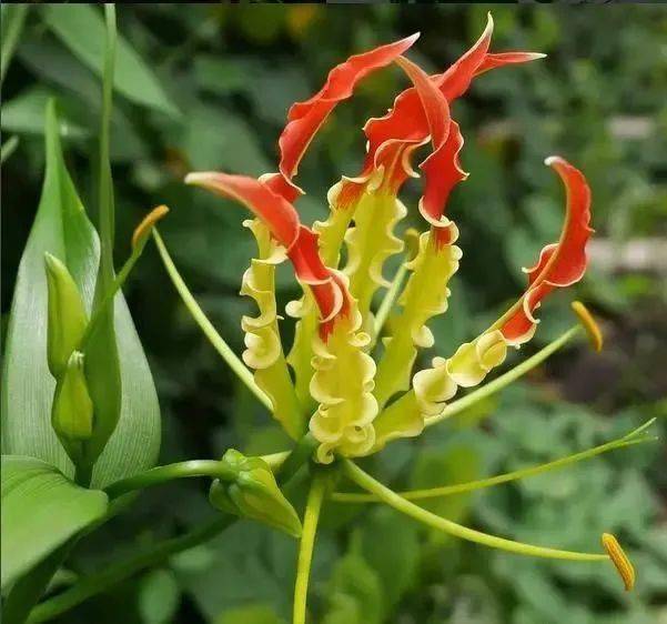 史上最全的160种奇花异草,网友:惊奇斗艳,我赌你绝对没见过!