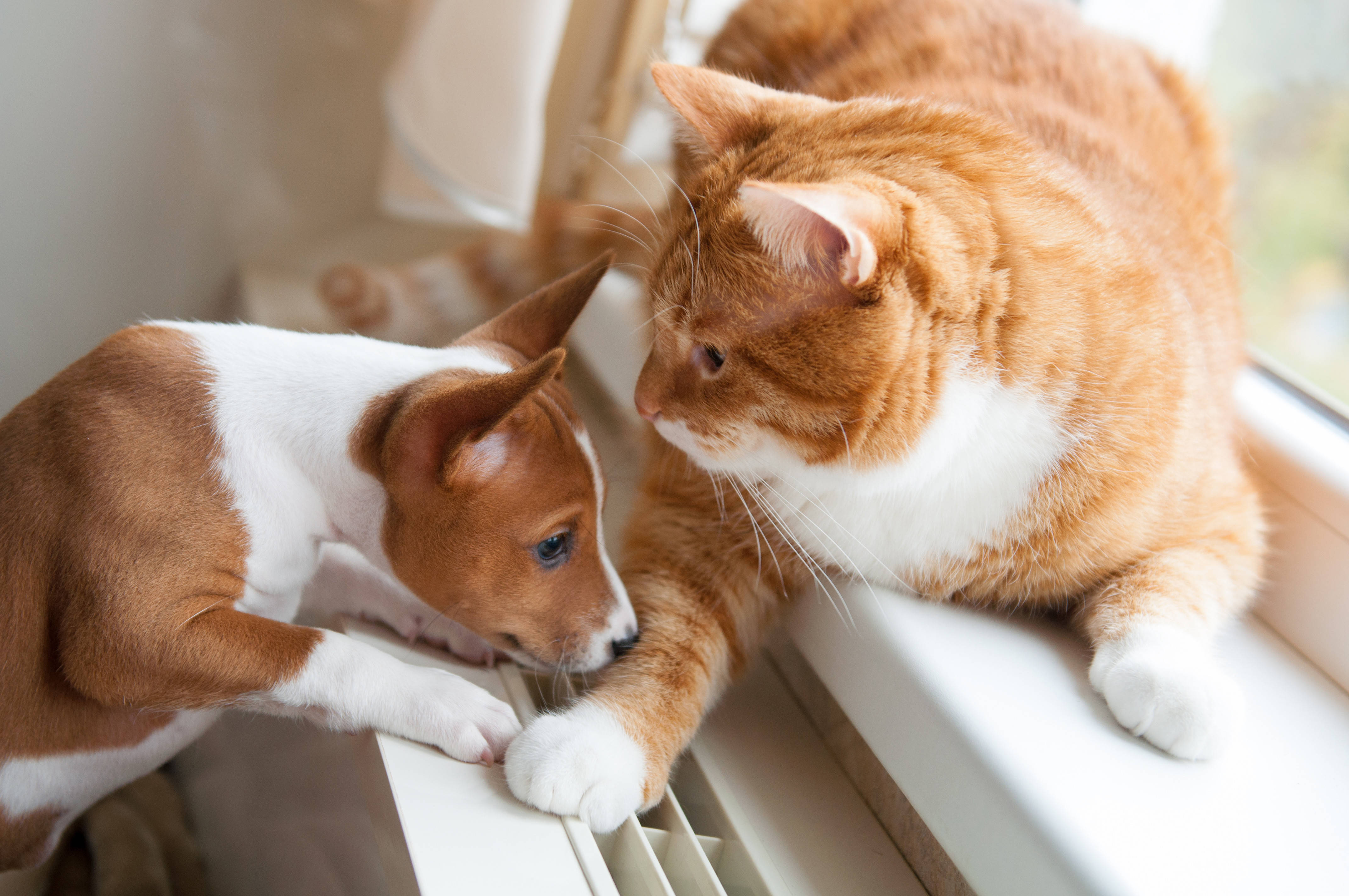 宠物经济爆发,呼唤产业标准化_发展_我国_林芳