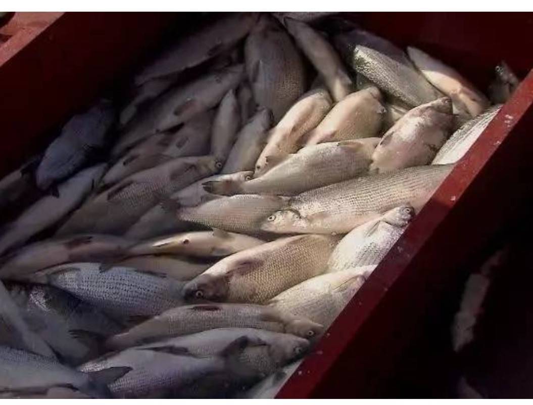 这样的结果令许多人喜出望外,人们从高白鲑的身上看到了赛里木湖脱离