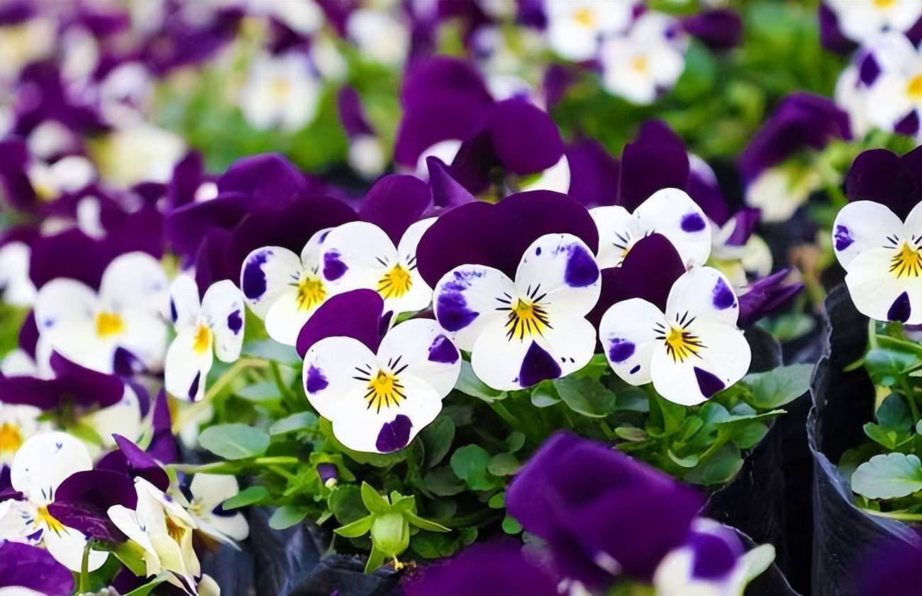 适合新手养育的5种美丽花卉，易于打理美观又健康，全年绽放不是梦！