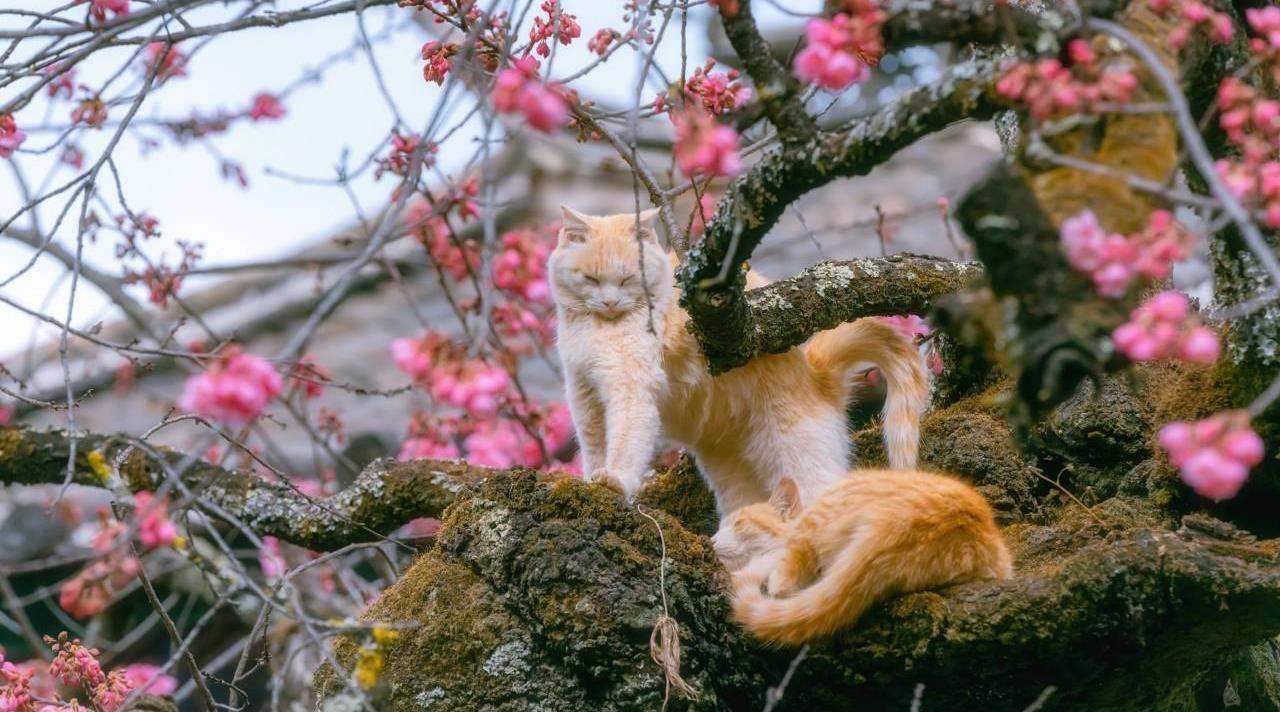 两米樱花树价格