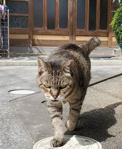 邻居家表情超凶的狸花猫,被撸后依旧傲娇无表情,喵:立场要稳住