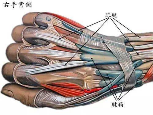 肌腱_活动_关节