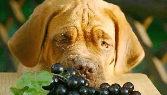 狗狗吃了葡萄干之后会有哪些具体的表现呢?_食物_症状_治疗