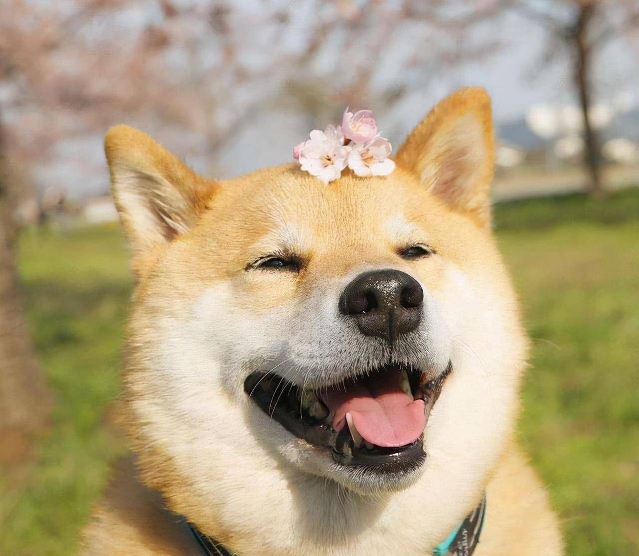 为什么越来越多的人想养柴犬?