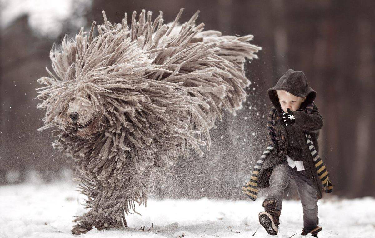 奇特的"拖把狗",毛发多到令人抓狂_蒙犬_警戒_匈牙利