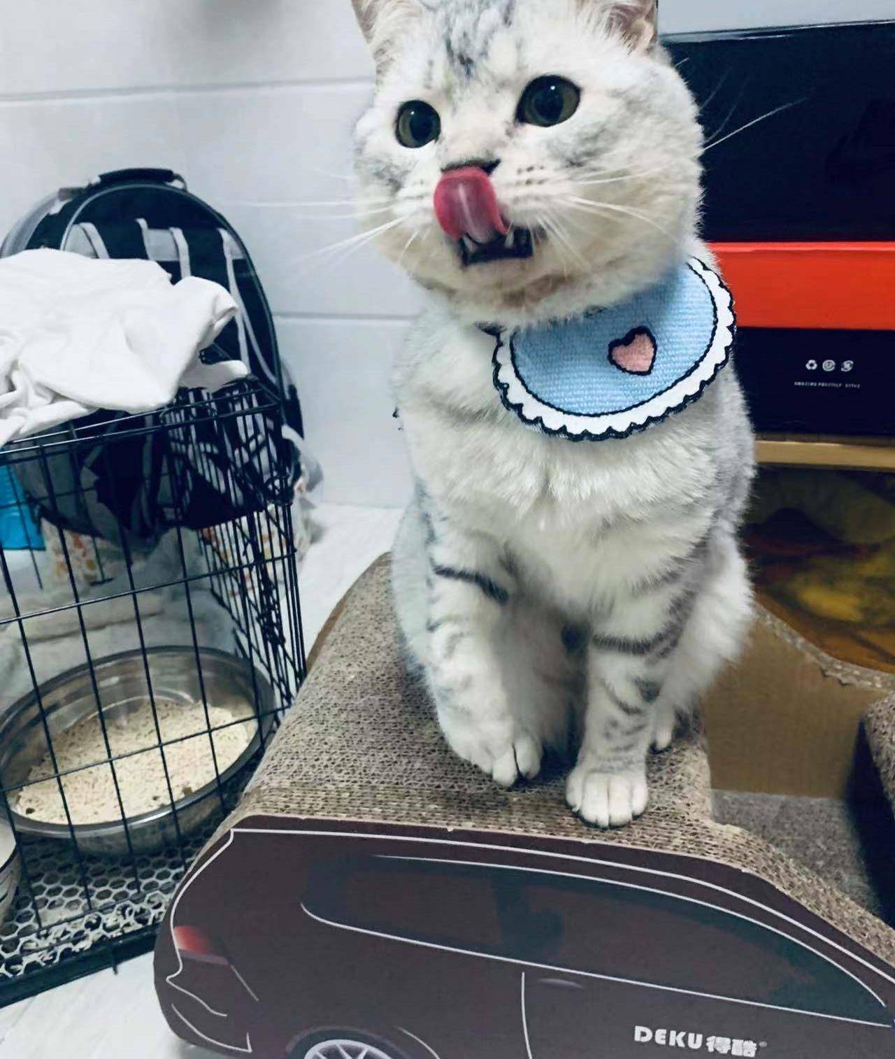 爱吐舌头的猫咪该不会是狗变的吧?