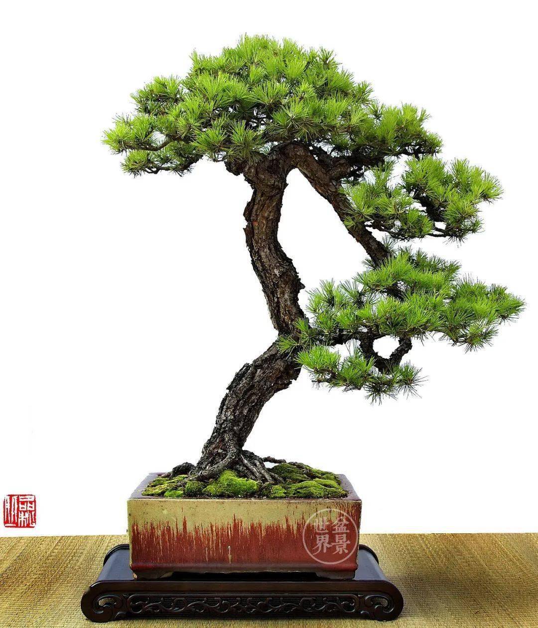 中国松树盆景大师图片