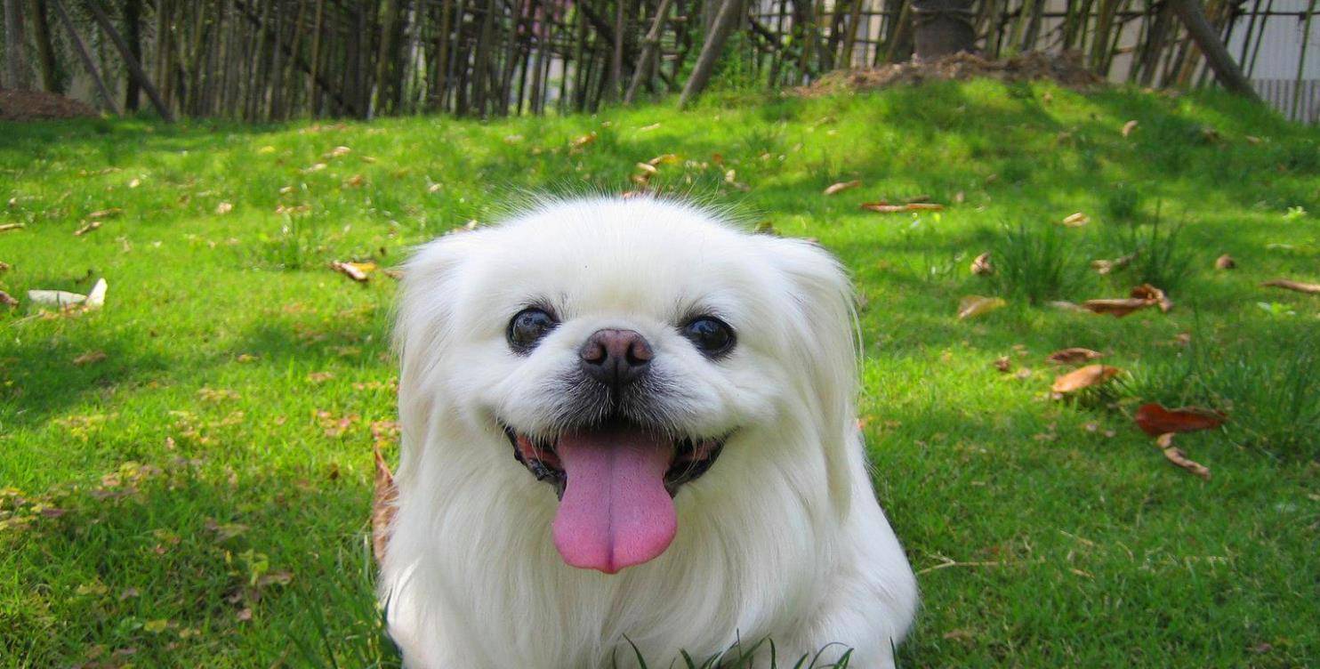 小时候常见的"京巴狗",为何现在很少人养?