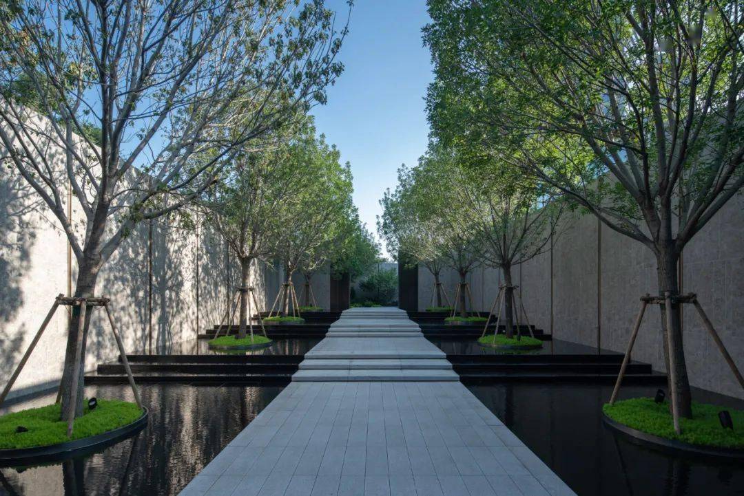 2.独干冠大荫浓效果