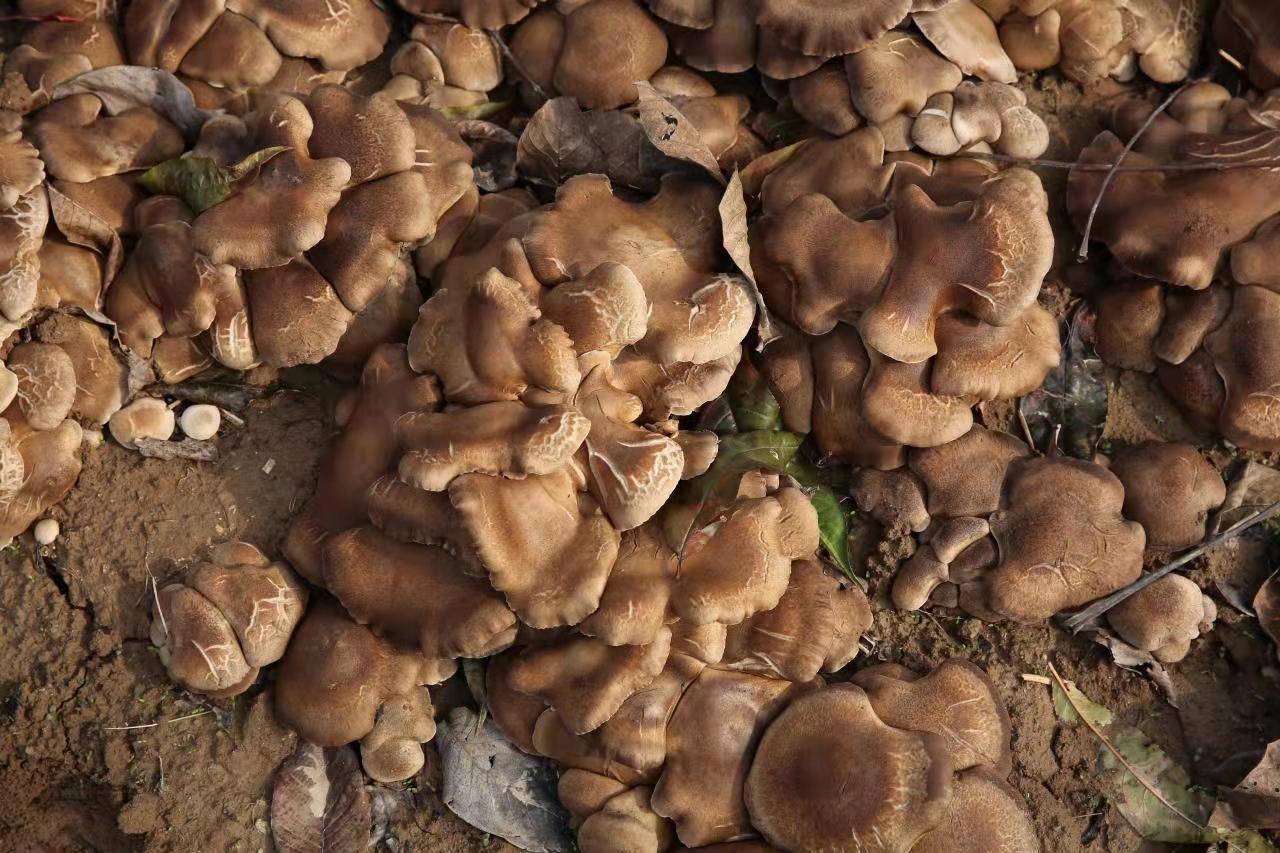 区张汴乡刘寺村食用菌种植户张占群在自家的核桃树地忙着采摘雪茸菇