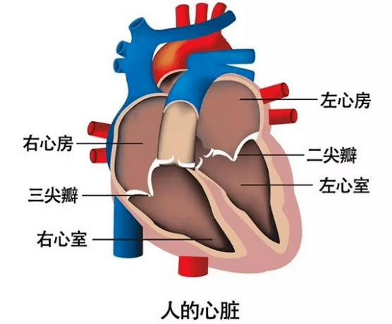 关不上的心“门”_心脏_王大爷_超声