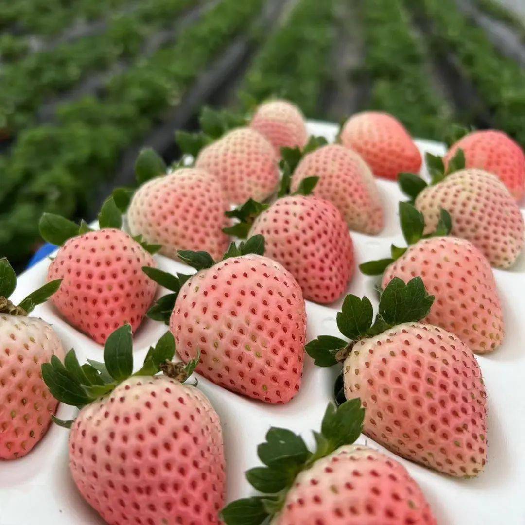 谁能拒绝一颗高颜值的草莓啊?老夫的少女心都要化了!_移植_口感_果肉