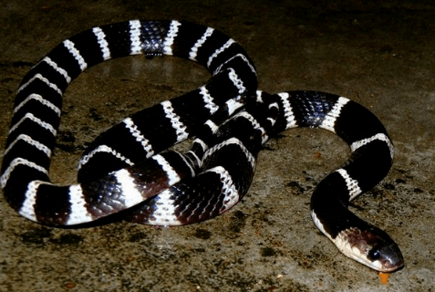 揭阳黄岐山有"半支甲"出没,登山请注意!_银环蛇_网友_毒蛇