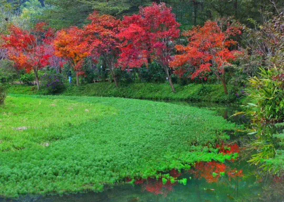 2022广东100番外站61田野绿世界枫林徒步之旅,体验行走的力量,感受