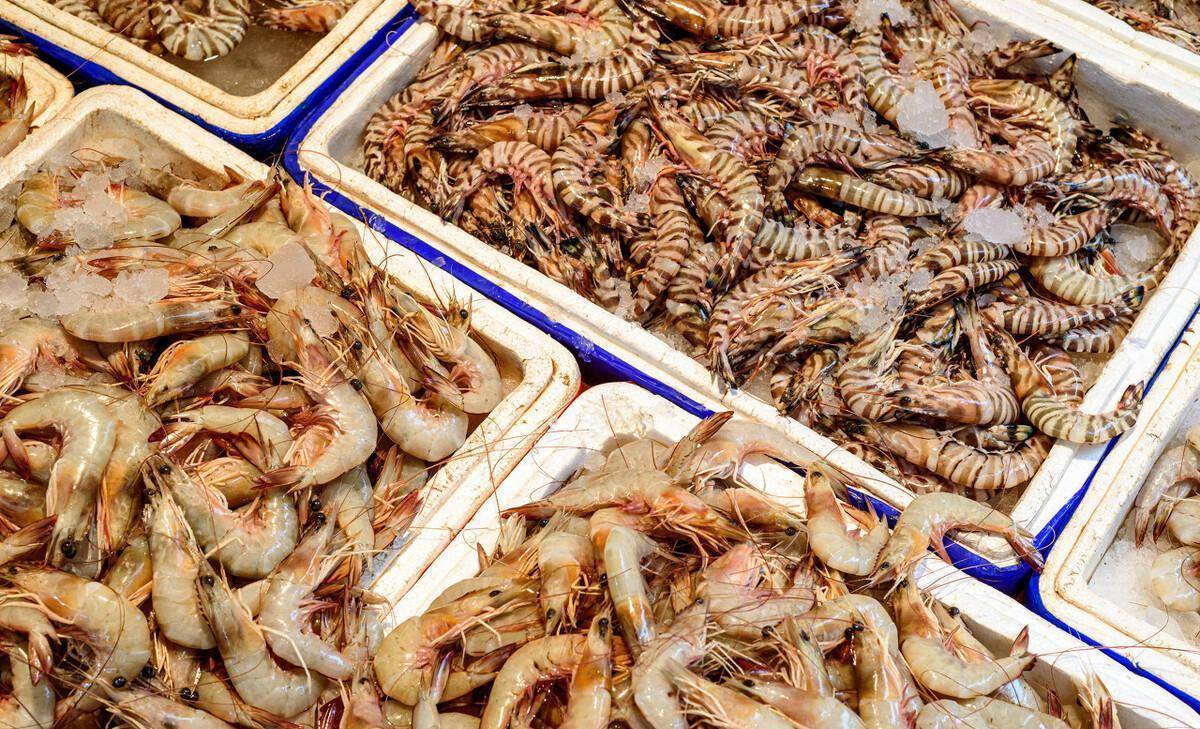 同样是虾,九节虾和基围虾有啥区别?建议弄明白再买_养殖_品种_含量
