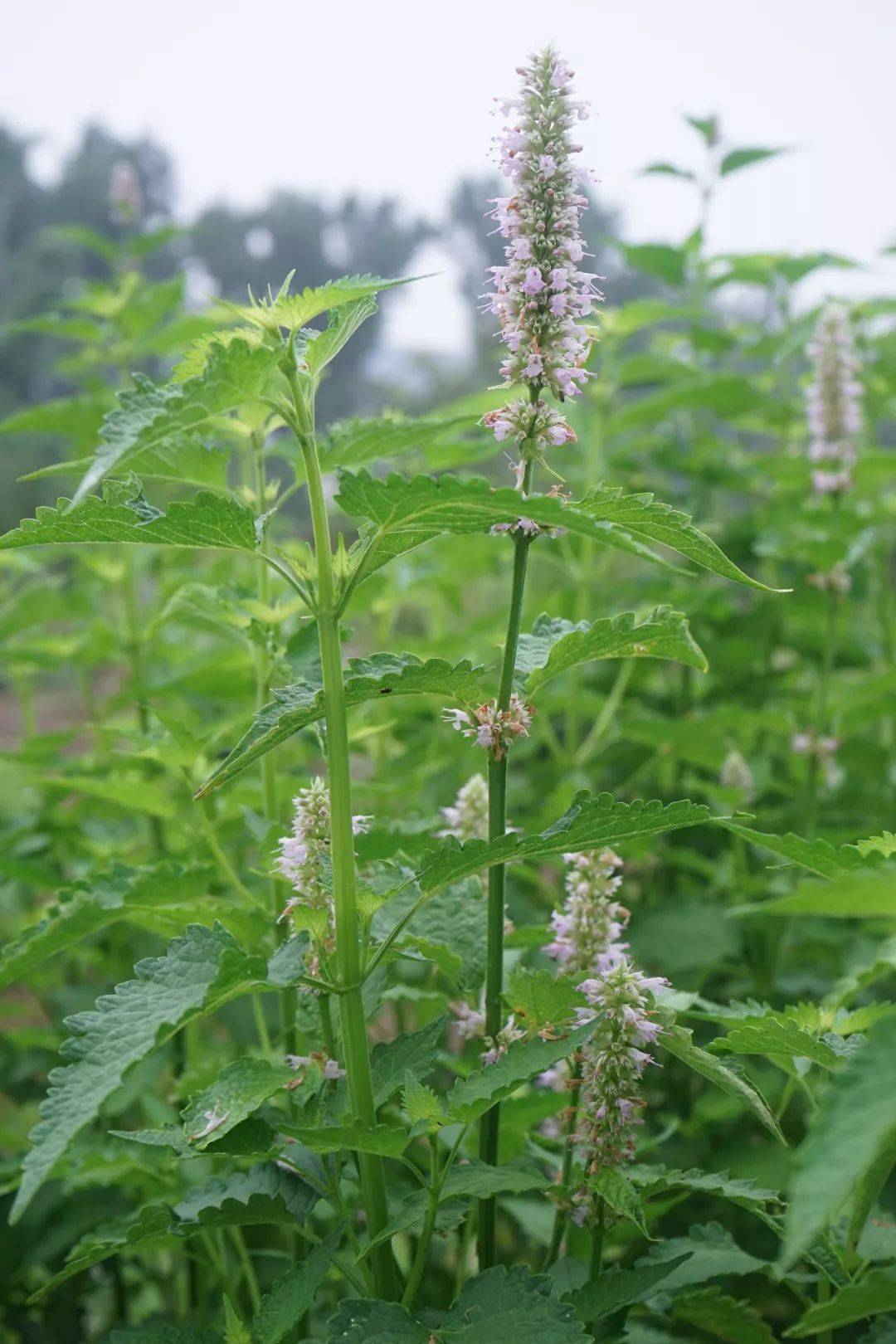 160種·常見藥用植物!_機甲_精神_生活