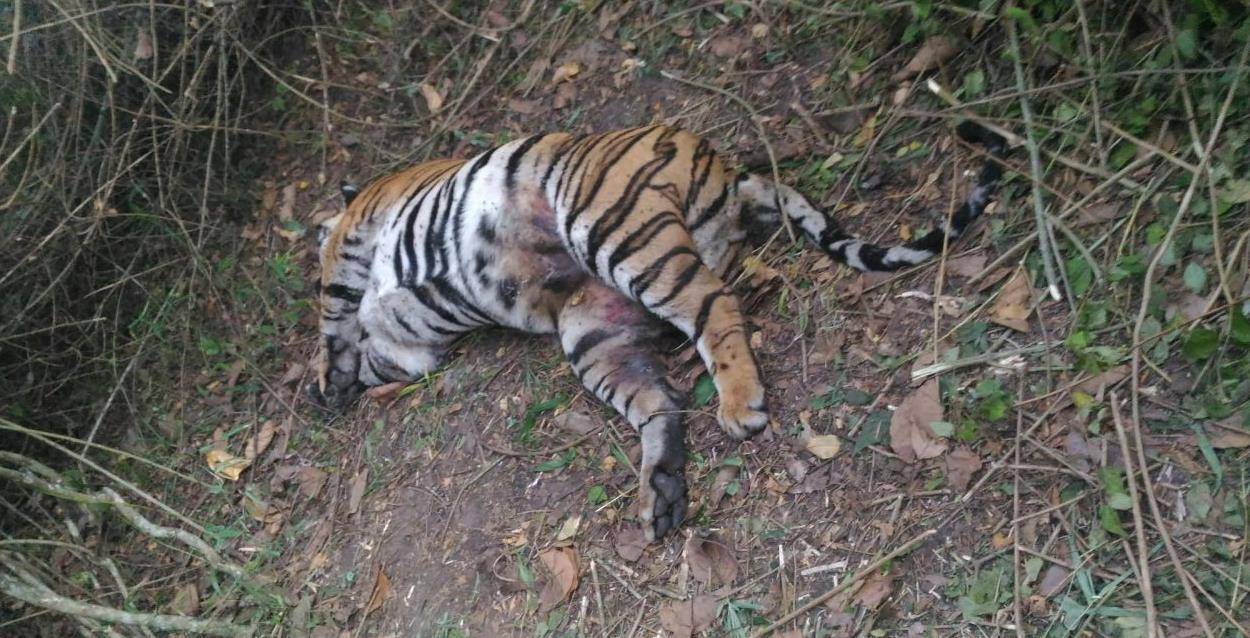 16年一只母老虎的最后三餐:吃懒熊,啃穿山甲,最后与毒蛇同归_毒液