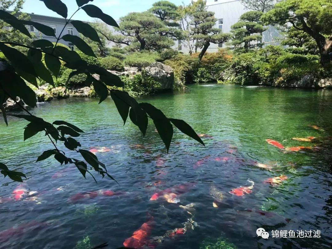 水色與水質,談綠水養魚的優缺點_藻類_尾鰭_黃綠色