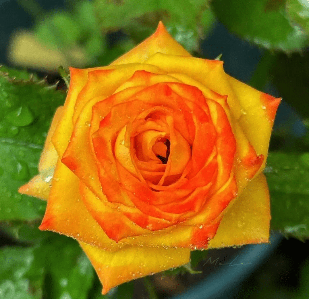 红色皇冠月季花:梅克林花边:利奇天使月季花:宝玉月季花:那么关于月季