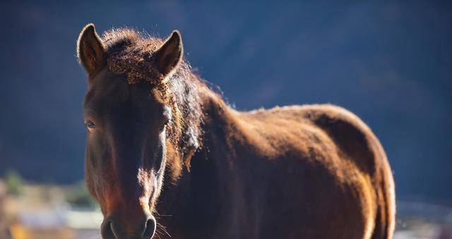 scp-2872一匹快马,你快看这个马跑了,还跑到太阳系外面了