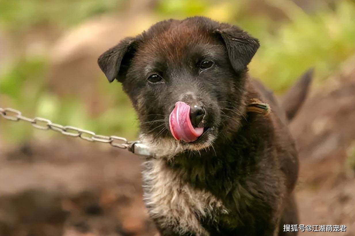如何选到一条"好土狗",教你几个秘诀,轻松学会_狗狗_胡须_经验