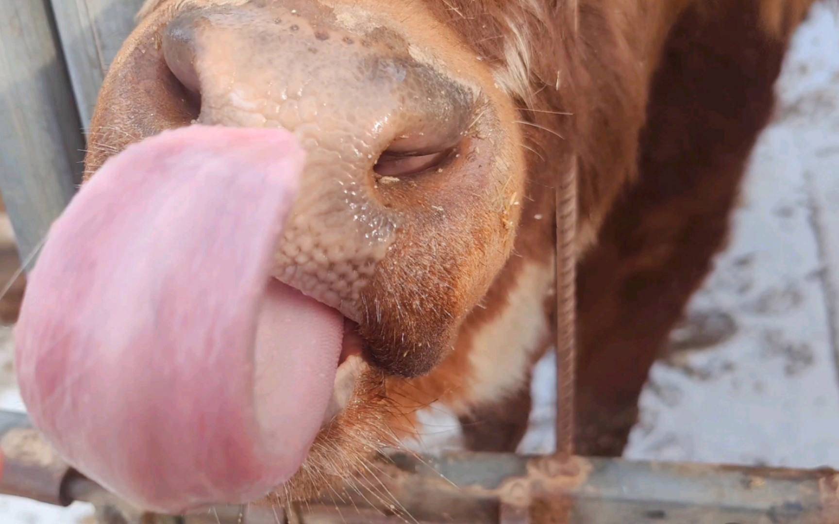 牛玩舌头一招解决的方法,赶紧收藏!_情况_维生素_杆菌