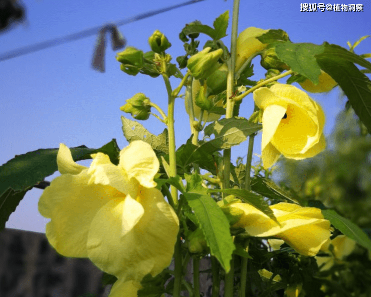 农村1种植物 人称黄蜀葵 可提炼天然食物添加剂 价值极高 食用 的作用 味道