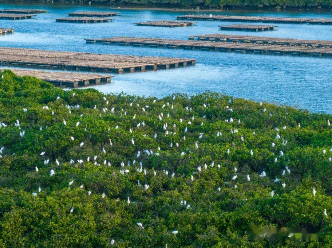 【蚝美阳西】15000亩红树林成就了优质的程村蚝