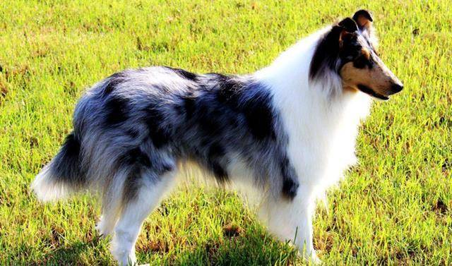 长毛的狗狗,分别都有哪些品种呢?_萨摩耶_金毛犬_动物