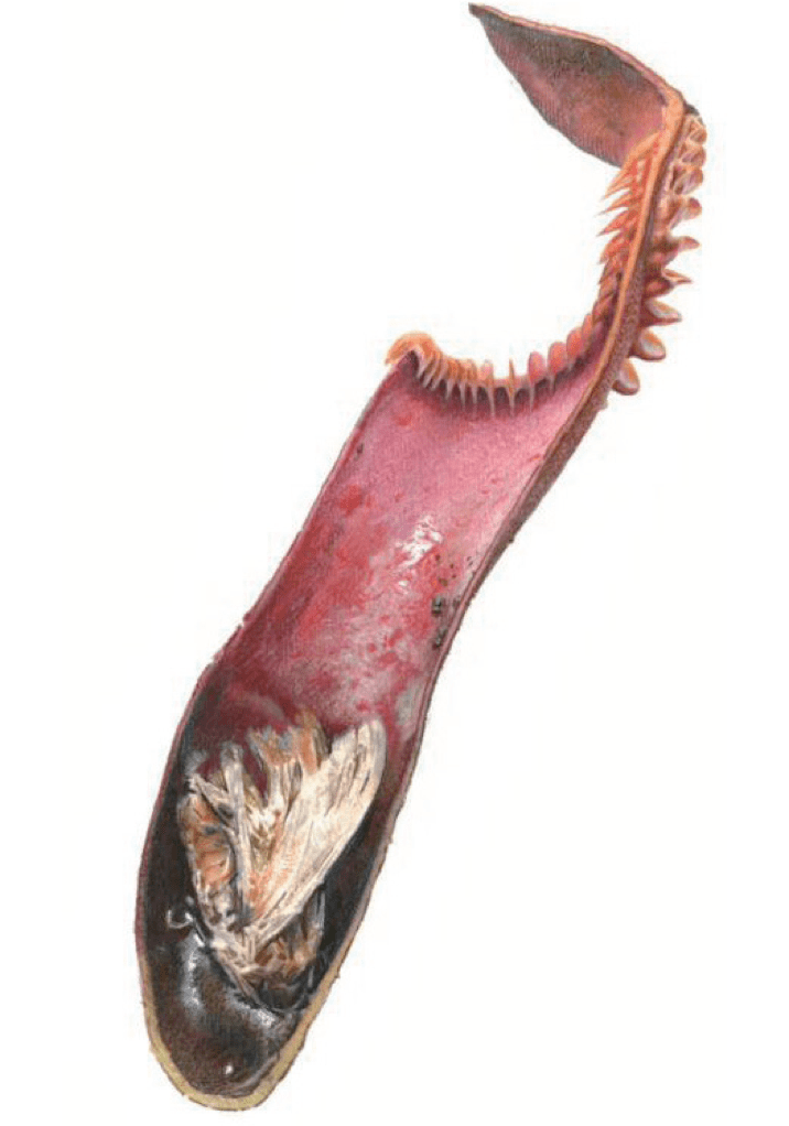 猪笼草属的秘密丨植物界的食荤者_叶片_物种_植株