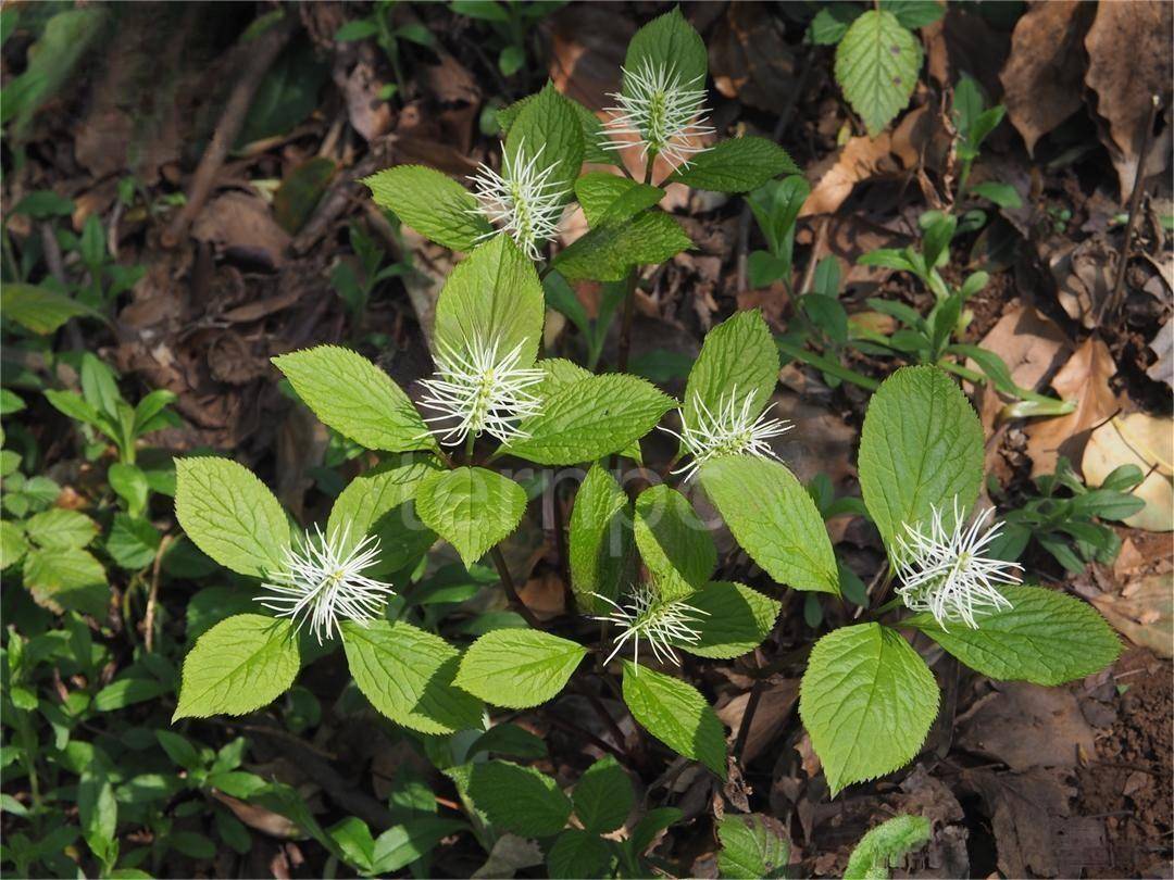 丝穗金粟兰的应用价值_植物_市场_种植