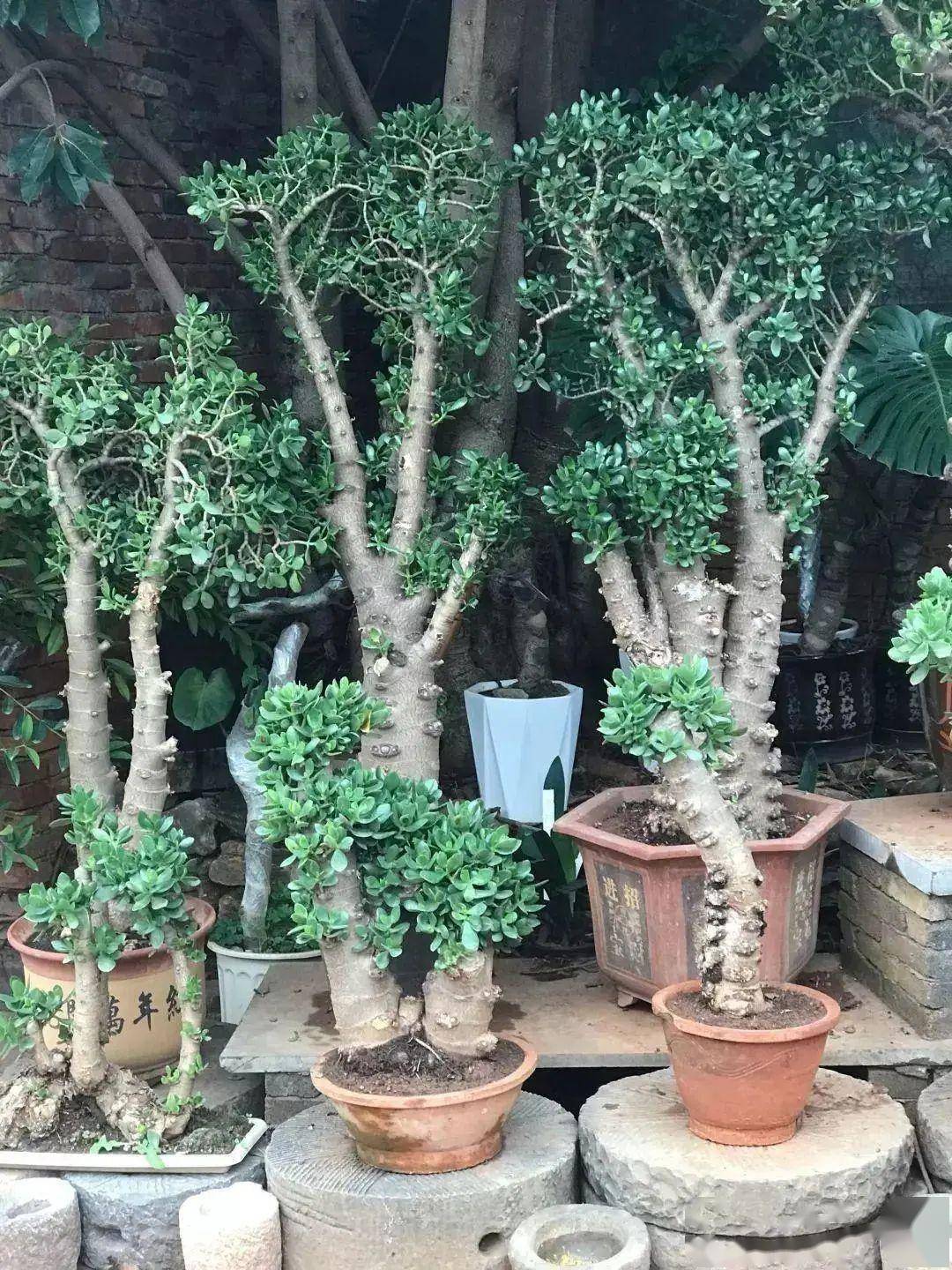 这种多肉名叫"燕子掌",学会4个养护方法,叶子厚实油亮_玉树_植物_土壤